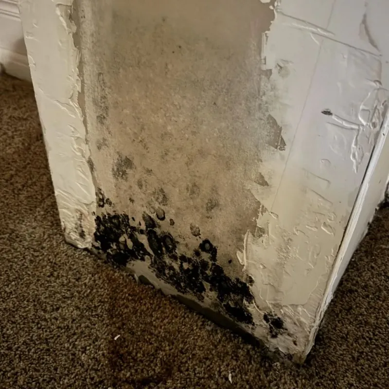 Professional Mold Removal in Charleroi, PA